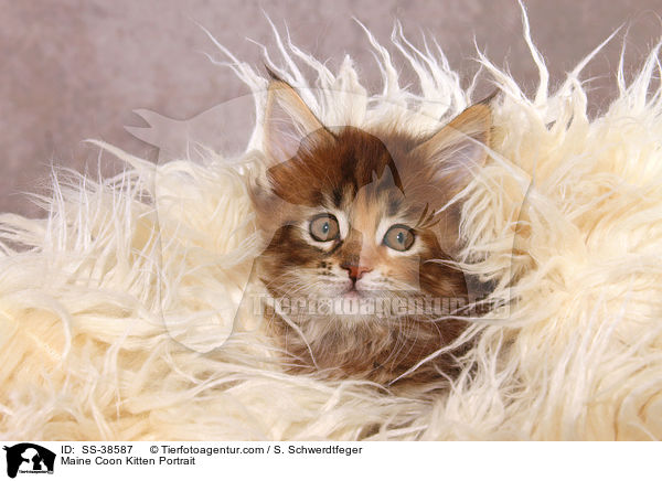 Maine Coon Kitten Portrait / SS-38587