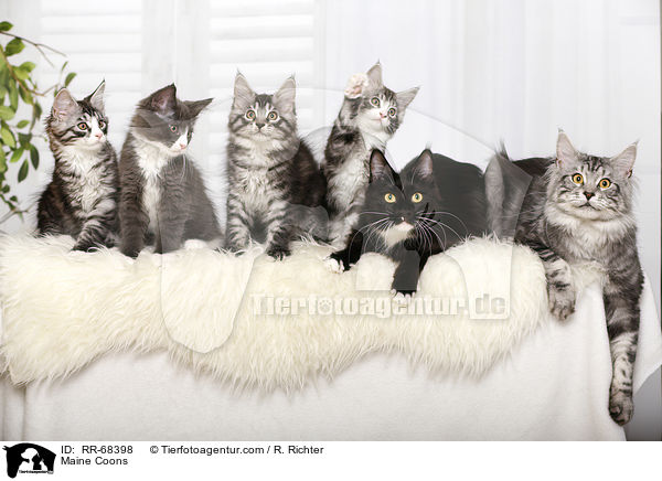 Maine Coons / Maine Coons / RR-68398