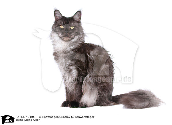 sitting Maine Coon / SS-43105