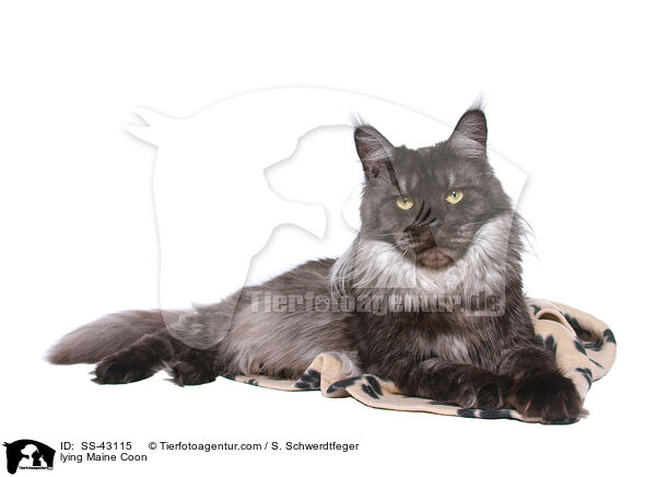 lying Maine Coon / SS-43115
