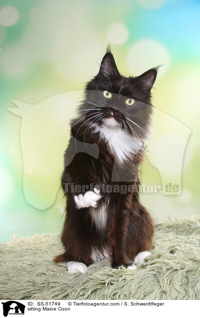 sitting Maine Coon / SS-51749