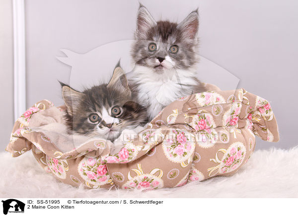 2 Maine Coon Kitten / SS-51995