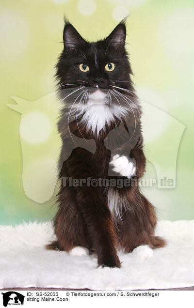 sitting Maine Coon / SS-52033