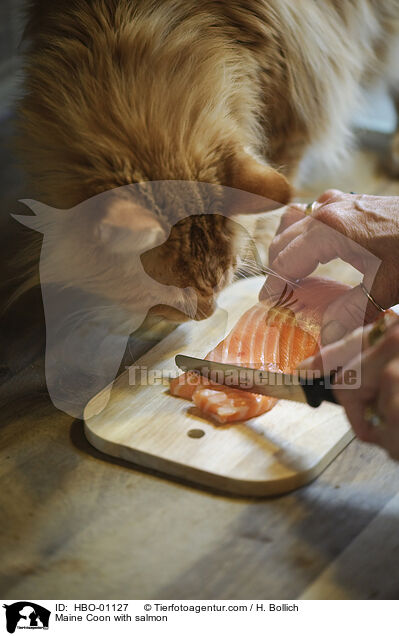 Maine Coon mit Lachs / Maine Coon with salmon / HBO-01127
