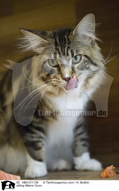sitzende Maine Coon / sitting Maine Coon / HBO-01136