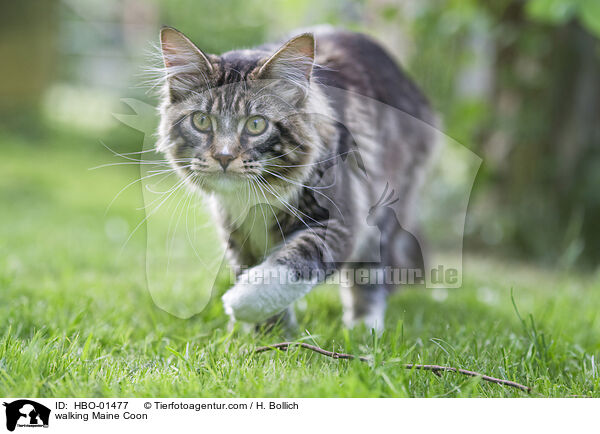 walking Maine Coon / HBO-01477