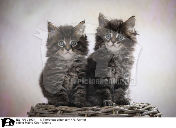 sitting Maine Coon kittens / RR-93034