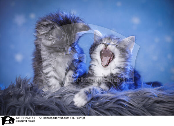yawning kitten / RR-93171