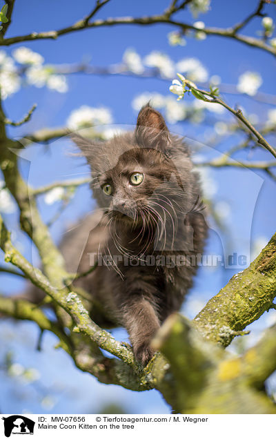 Maine Coon Kitten on the tree / MW-07656