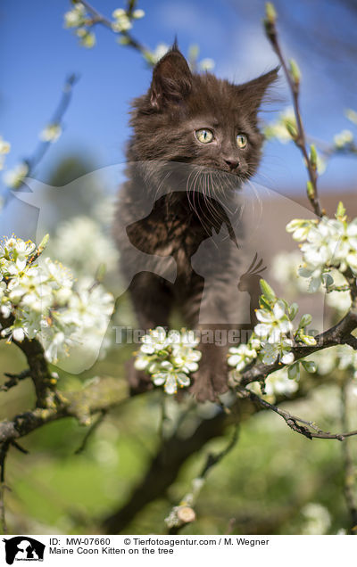 Maine Coon Kitten on the tree / MW-07660