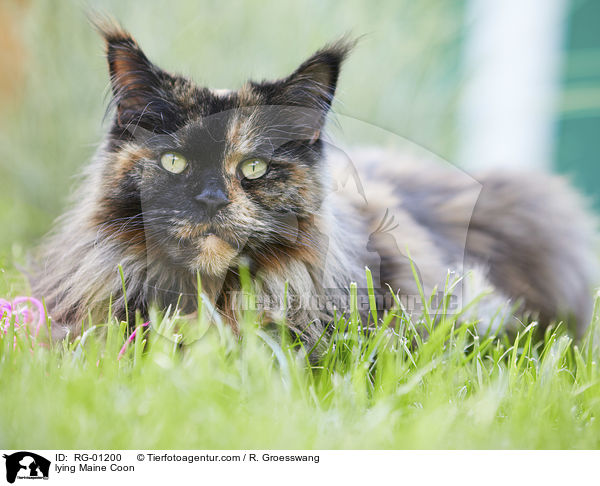 liegende Maine Coon / lying Maine Coon / RG-01200