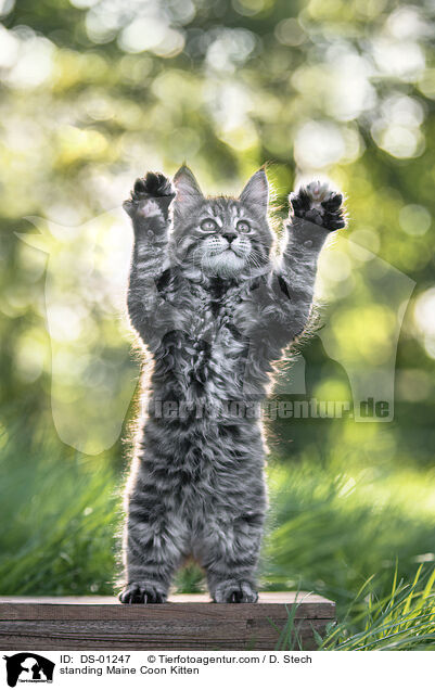 standing Maine Coon Kitten / DS-01247