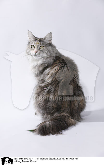 sitting Maine Coon / RR-102357