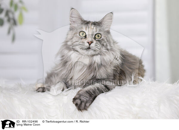lying Maine Coon / RR-102496