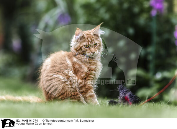 young Maine Coon tomcat / MAB-01974