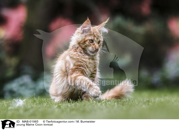 young Maine Coon tomcat / MAB-01985