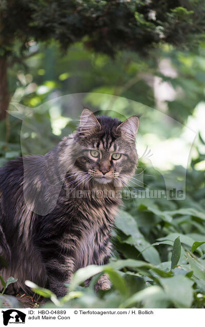 adult Maine Coon / HBO-04889