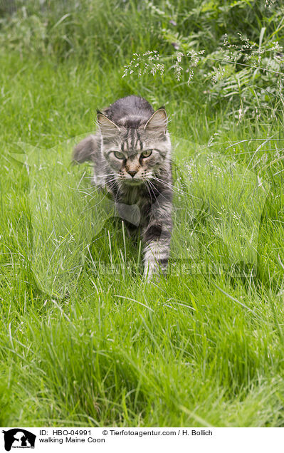 walking Maine Coon / HBO-04991