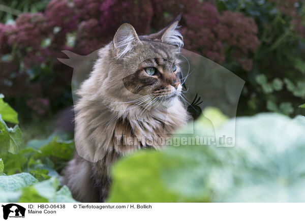 Maine Coon / Maine Coon / HBO-06438