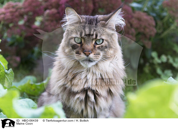 Maine Coon / HBO-06439