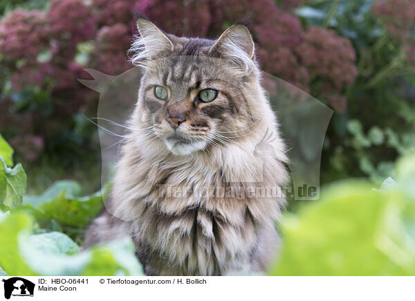 Maine Coon / HBO-06441