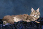 lying female Maine Coon