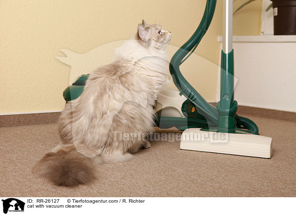 Katze mit Staubsauger / cat with vacuum cleaner / RR-26127