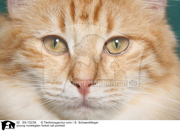 young norwegian forest cat portrait / SS-15236