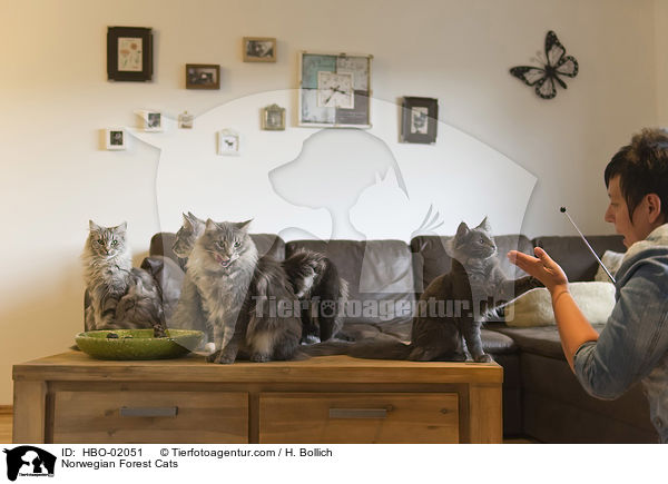 Norwegische Waldkatzen / Norwegian Forest Cats / HBO-02051