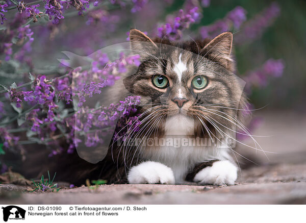 Norwegian forest cat in front of flowers / DS-01090