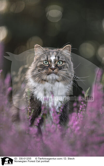Norwegian Forest Cat portrait / DS-01255