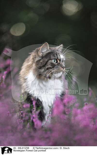 Norwegian Forest Cat portrait / DS-01256