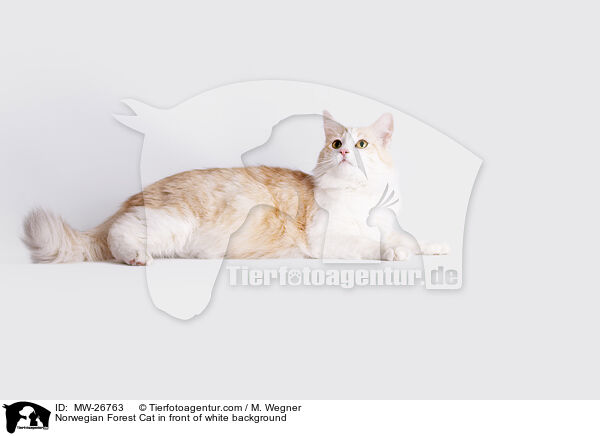 Norwegian Forest Cat in front of white background / MW-26763