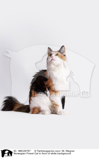 Norwegian Forest Cat in front of white background / MW-26767