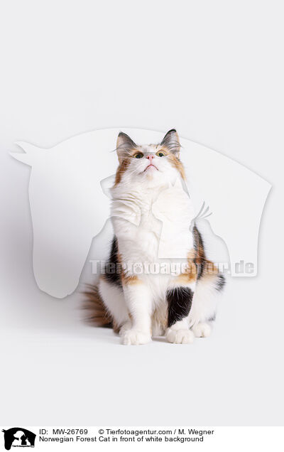 Norwegian Forest Cat in front of white background / MW-26769
