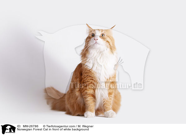 Norwegian Forest Cat in front of white background / MW-26786