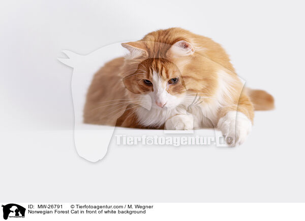 Norwegian Forest Cat in front of white background / MW-26791