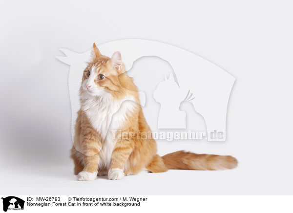Norwegian Forest Cat in front of white background / MW-26793