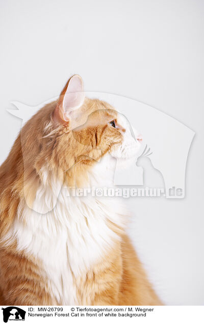 Norwegian Forest Cat in front of white background / MW-26799