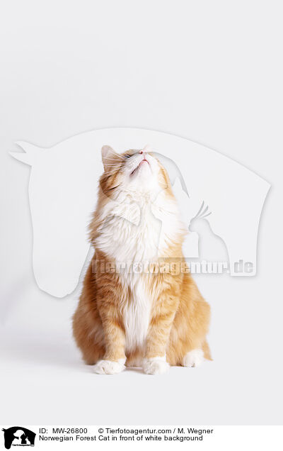 Norwegian Forest Cat in front of white background / MW-26800