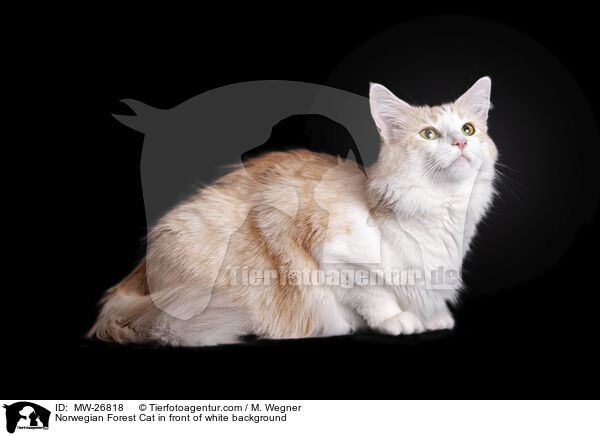 Norwegian Forest Cat in front of white background / MW-26818