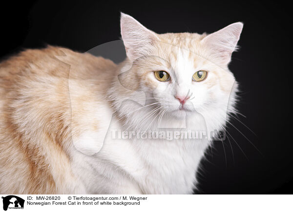 Norwegian Forest Cat in front of white background / MW-26820