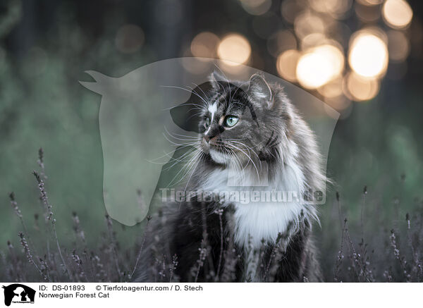 Norwegian Forest Cat / DS-01893