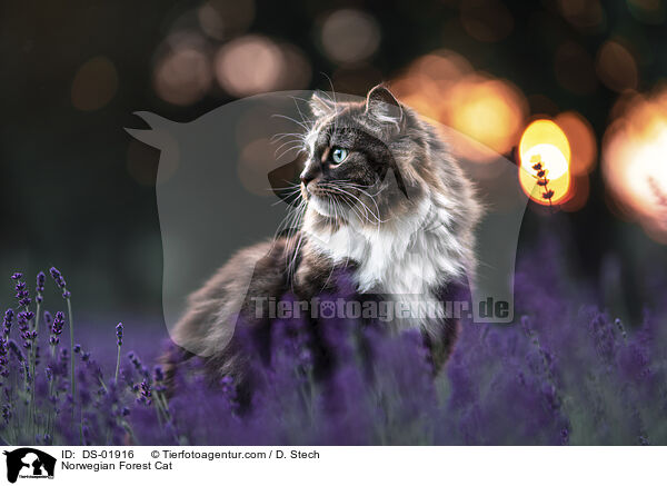 Norwegian Forest Cat / DS-01916