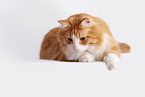 Norwegian Forest Cat in front of white background