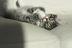 Norwegian Forest Cat Kitten