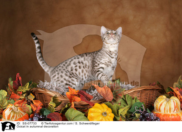 Ocicat in autumnal decoration / SS-07733