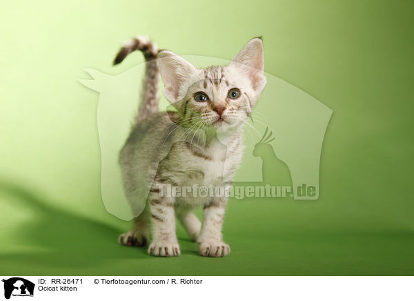 Ocicat kitten / RR-26471