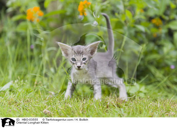 Oriental Longhair Kitten / HBO-03555