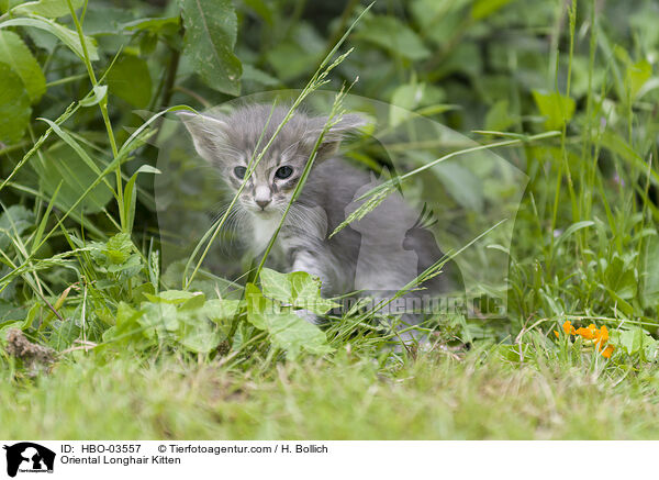 Oriental Longhair Kitten / HBO-03557